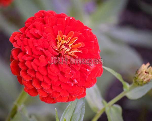 Zinnia elegans