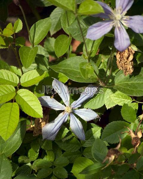 Clematis