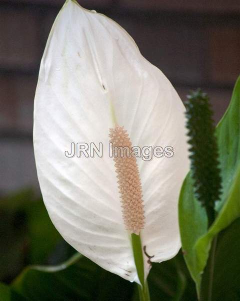 Peace Lily