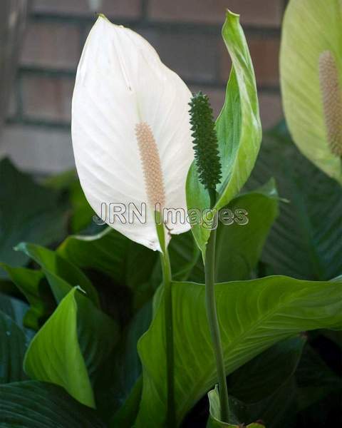 Peace Lily