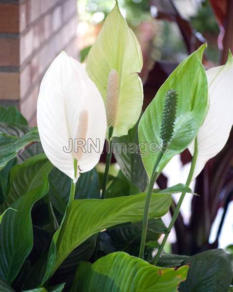 Peace Lily