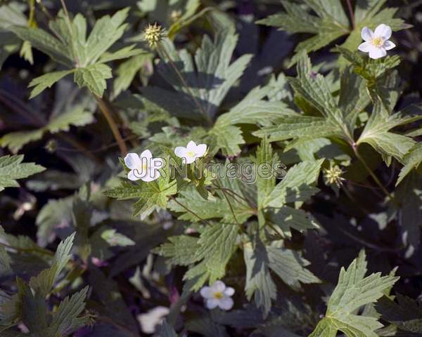 Anemone Canadensis