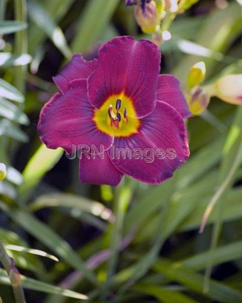 Siberian Squill