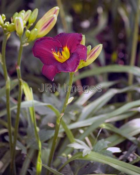 Siberian Squill