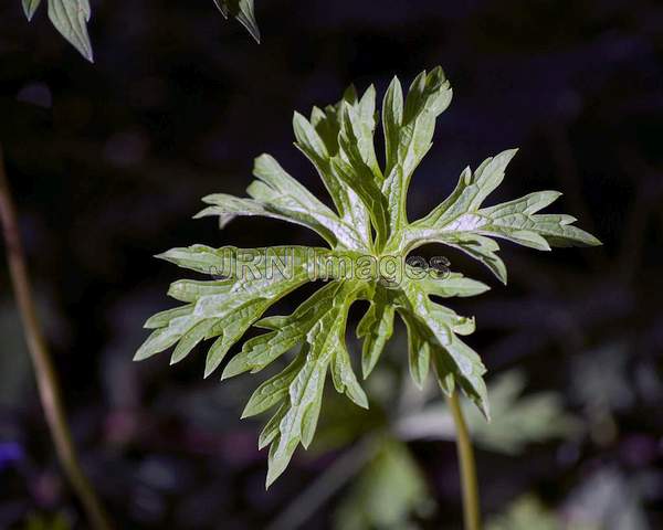 Geranium