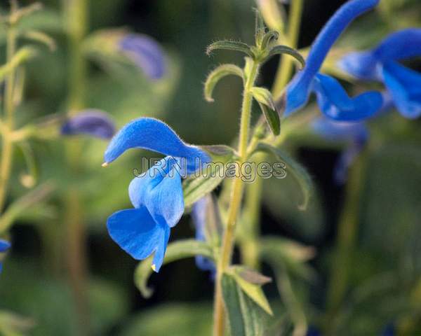 Blue Angel Gentian Sage