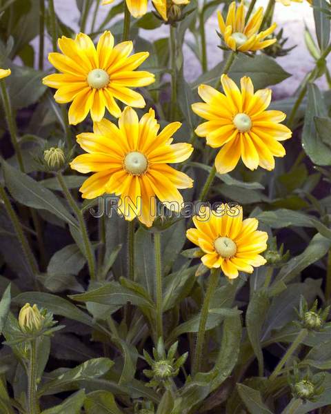 Black-eyed Susan