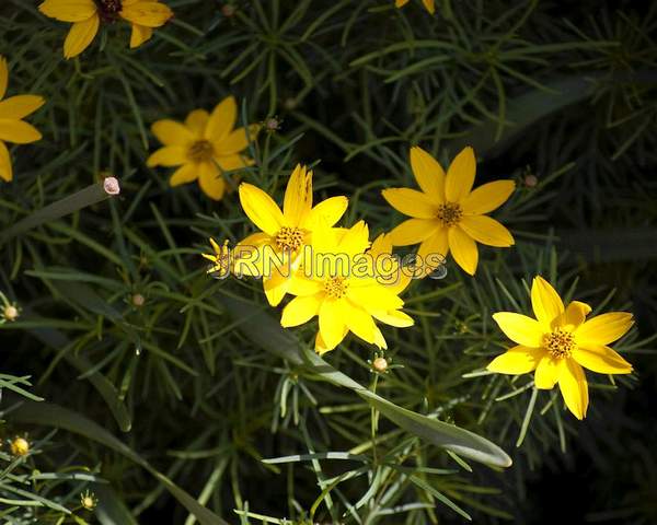 Coreopsis verticillata