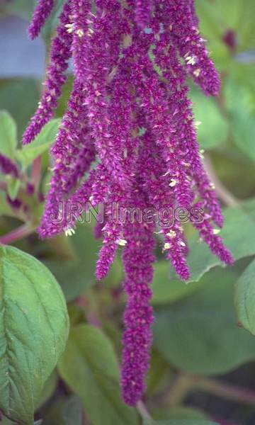 Love-lies-bleeding