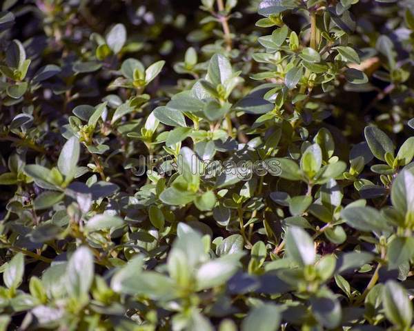 Creeping Thyme