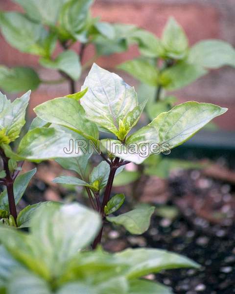 Cinnamon Basil