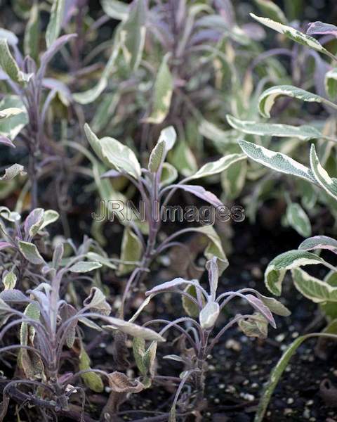 Garden Sage