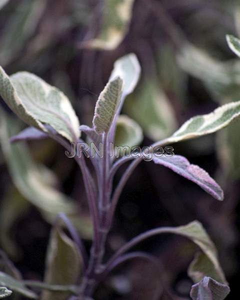 Garden Sage