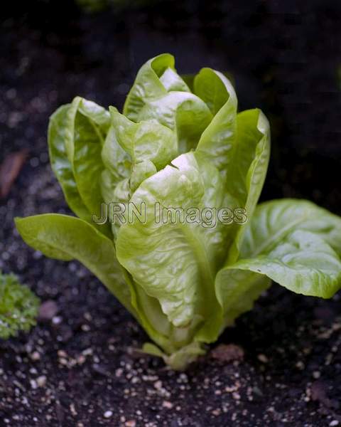 Romaine Lettuce