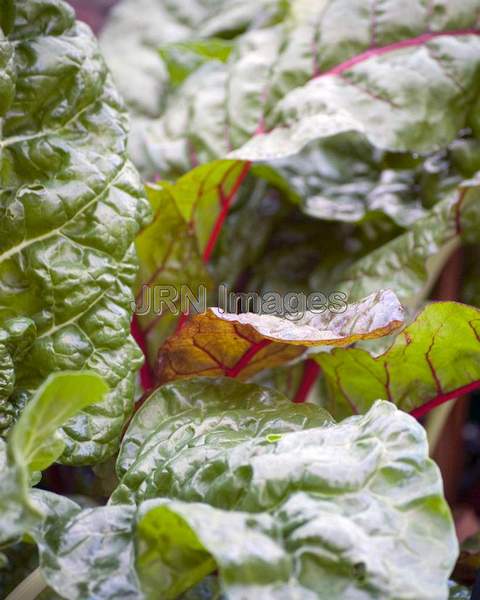 Swiss Chard