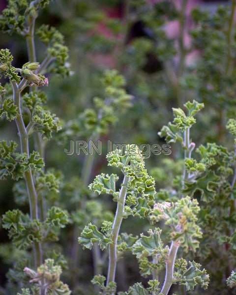 Lemon Geranium