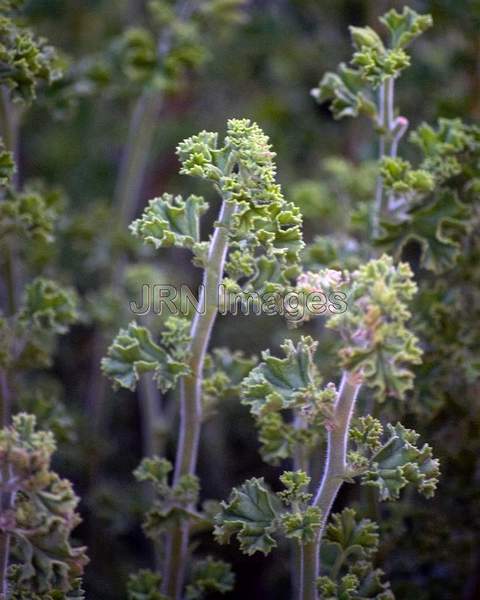 Lemon Geranium