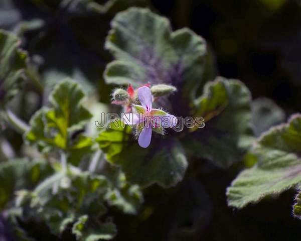 Geranium