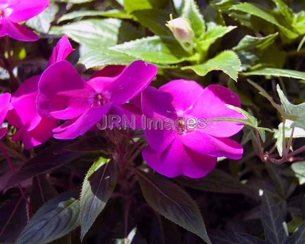 Double Impatiens