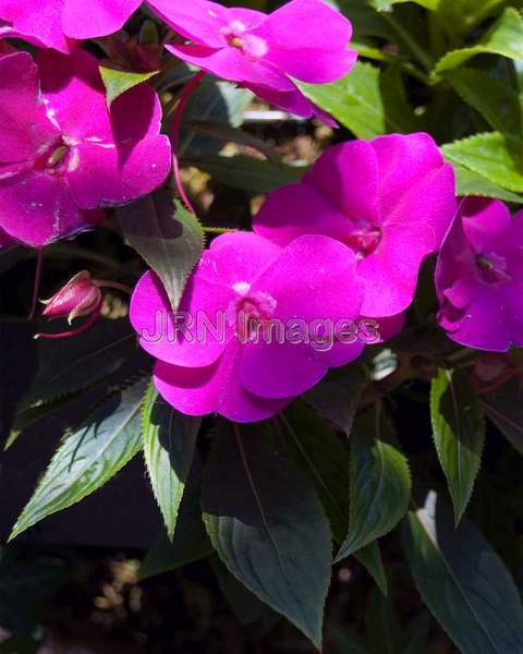 Double Impatiens