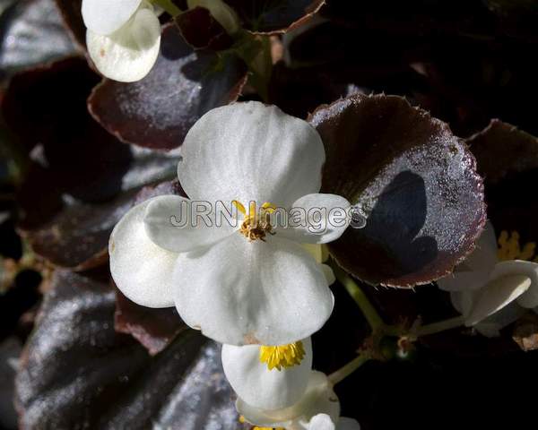 Wax Begonia