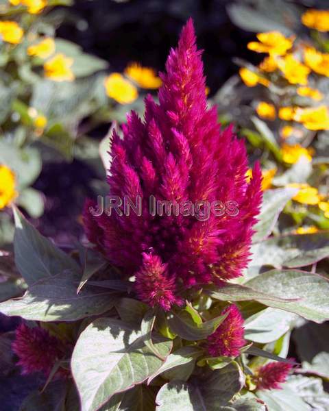 Plimed Celosia