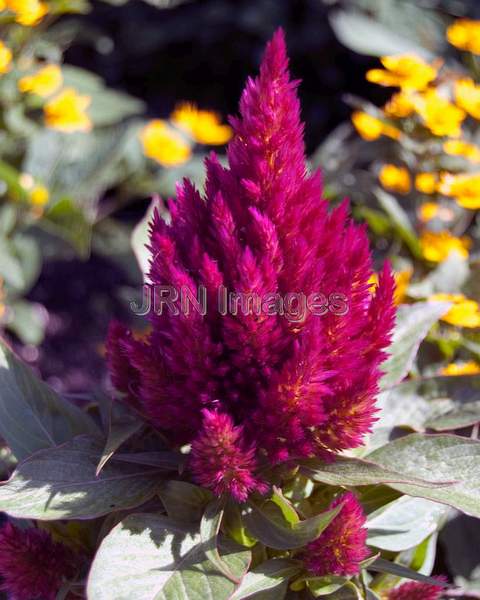 Plimed Celosia