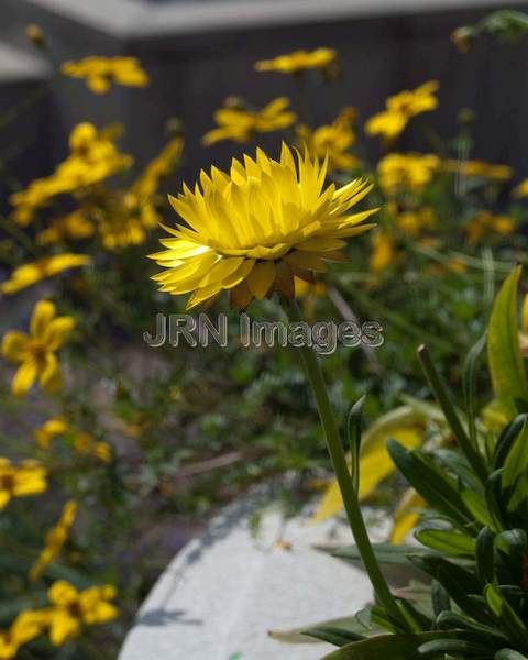 Strawflower