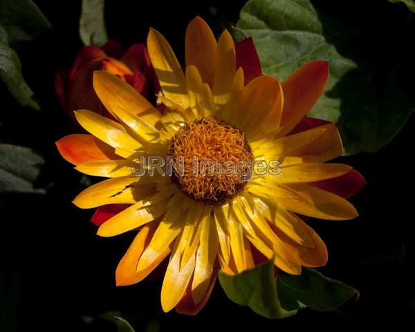 Strawflower