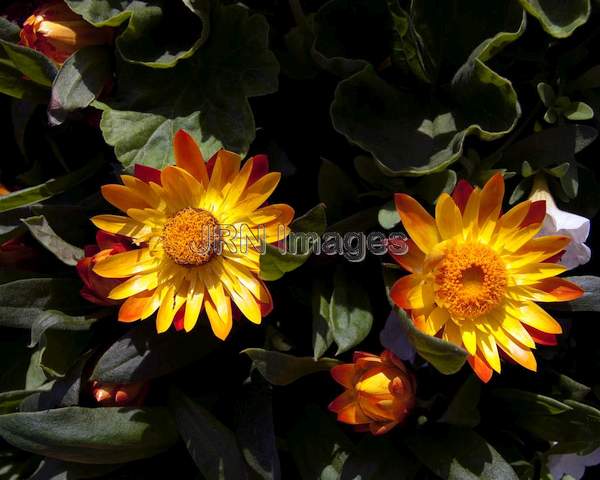 Strawflower