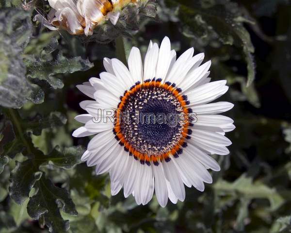 Cape Daisy