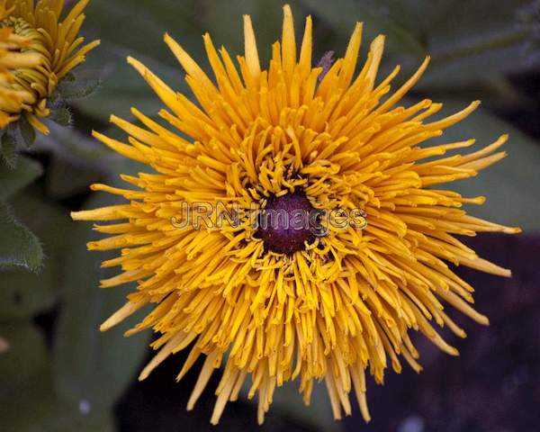 Black-eyed Susan