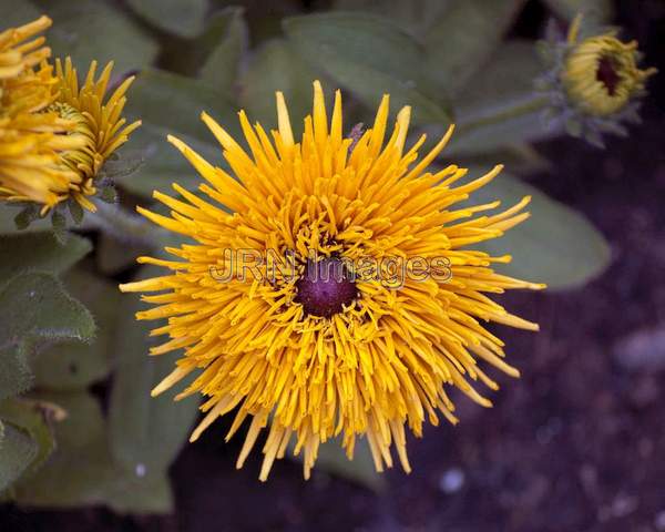 Black-eyed Susan