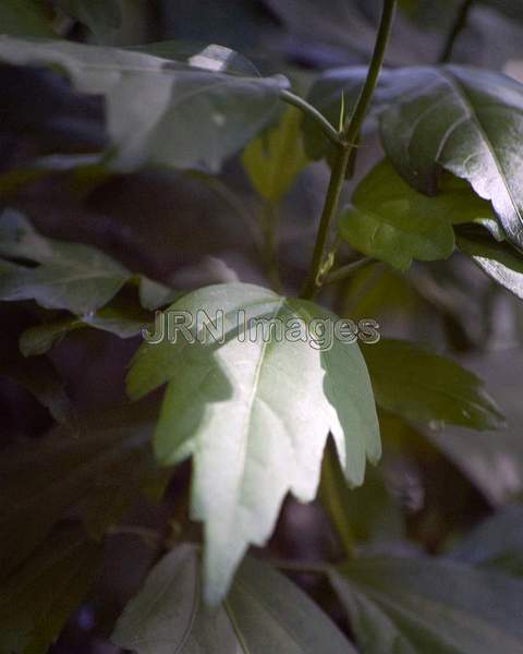 Rose of Sharon