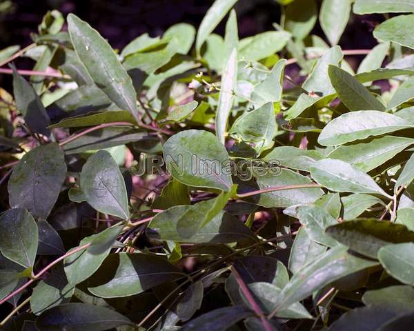 Trumpet Honeysuckle