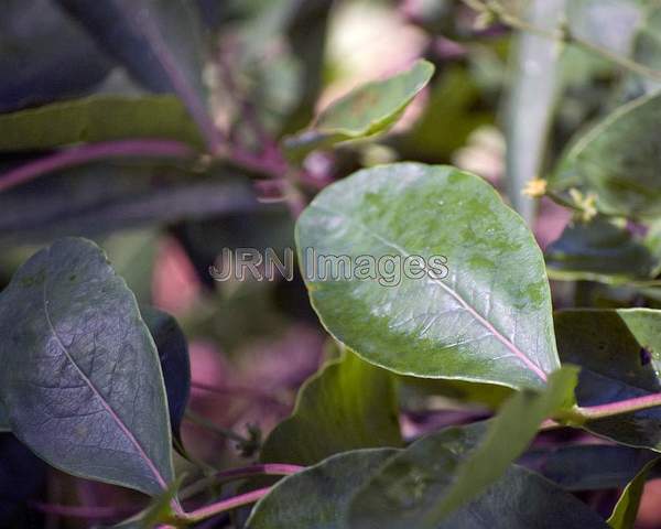 Trumpet Honeysuckle