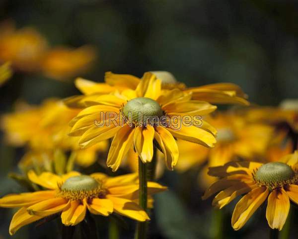 Black-eyed Susan