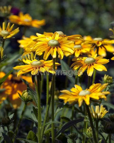 Black-eyed Susan