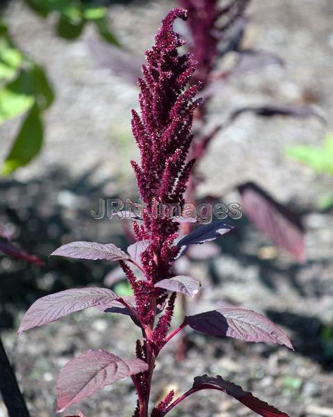 Showy Amaranth