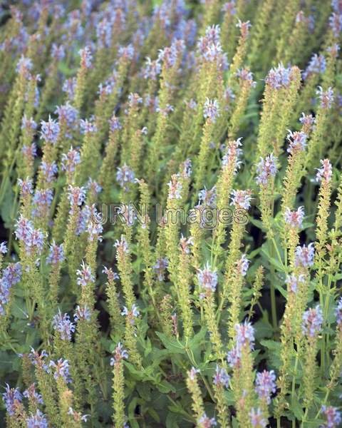 Blue Hills Wood Sage