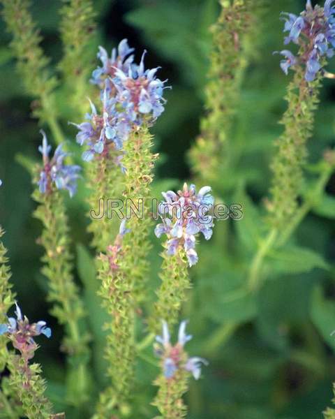 Blue Hills Wood Sage