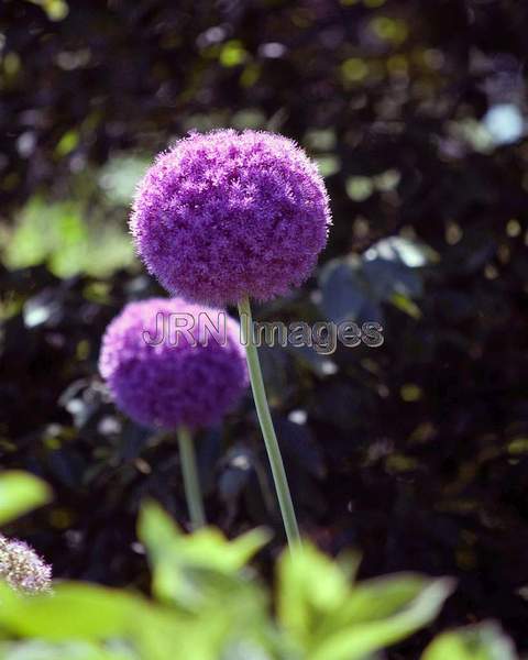 Giant Onion