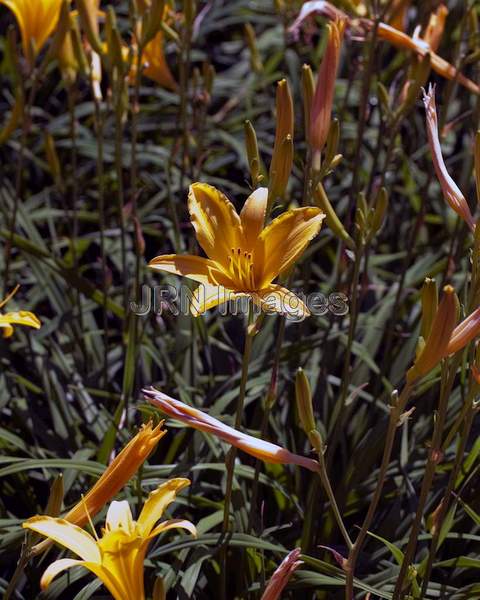 Daylily