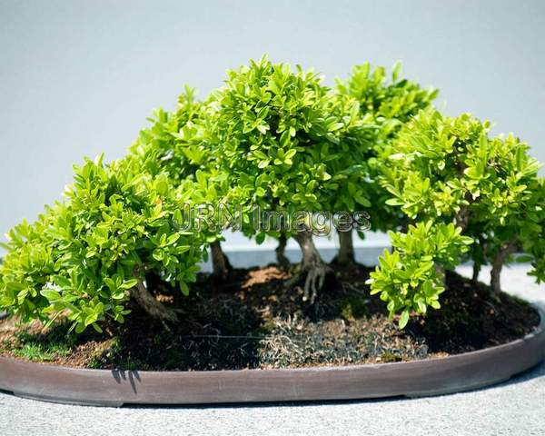 Little Leat Boxwood