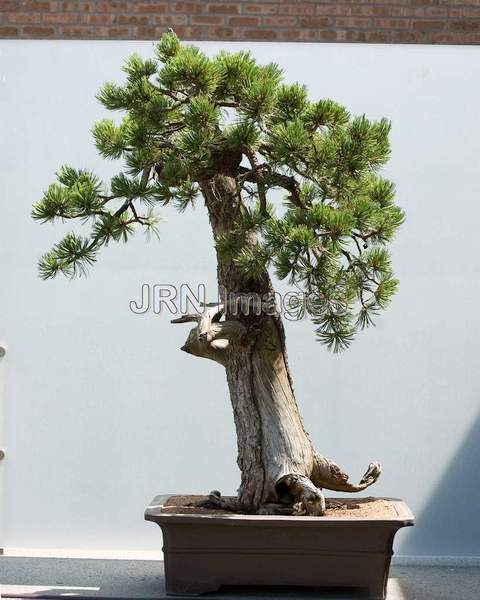 Limber Pine