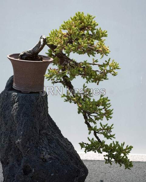 Limber Pine