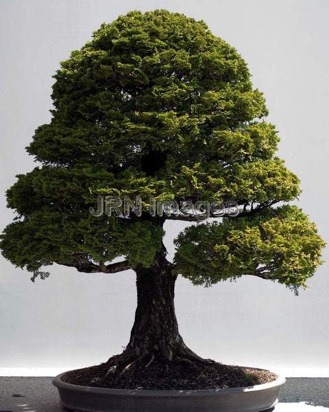 Hinoki False Cypress