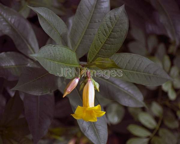 Capa Honeysuckle