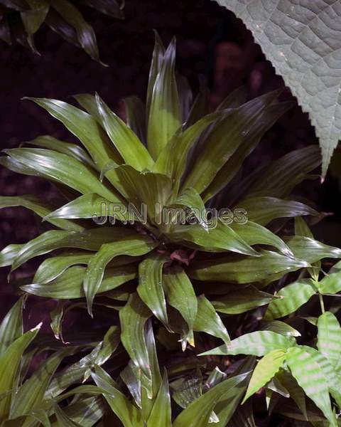 Calypso Queen Dracaena