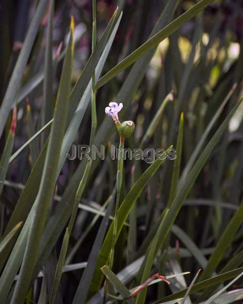 Large Wild Iris